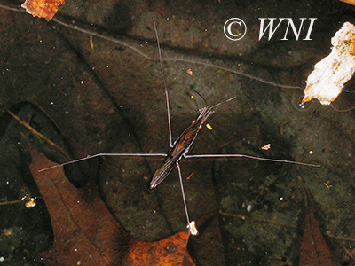 Pond skater (Limnoporus dissortis)